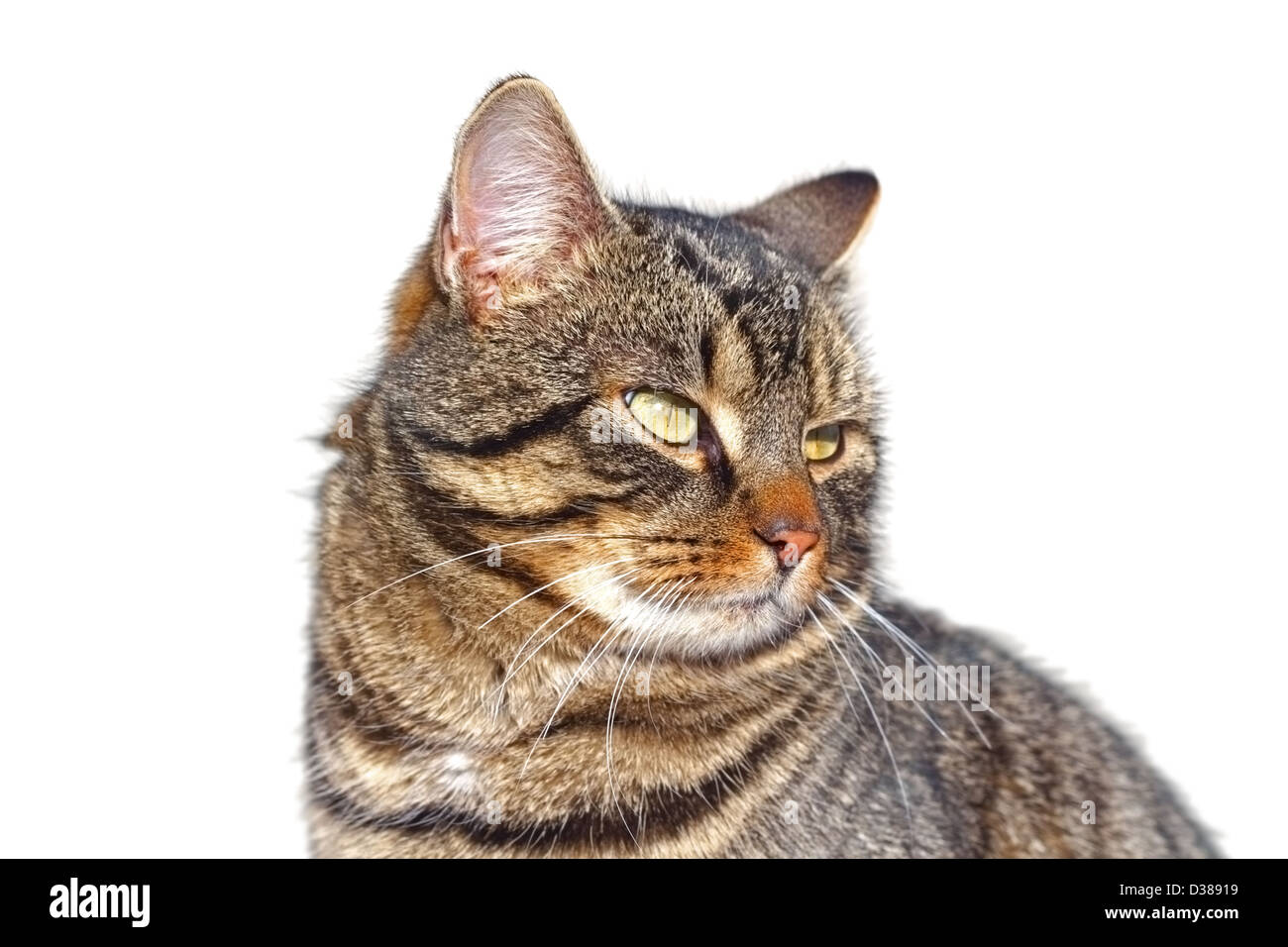 schöne männliche Katze Porträt über weiß Stockfoto