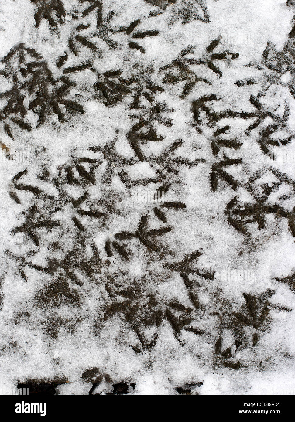 Mehreren Vogelfuß Schritte im Schnee Stockfoto