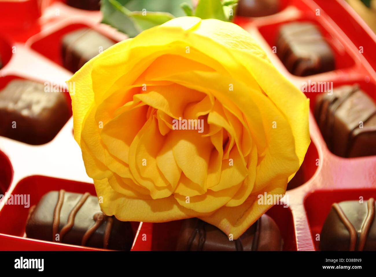 Gelbe Rose auf Süßigkeiten Stockfoto
