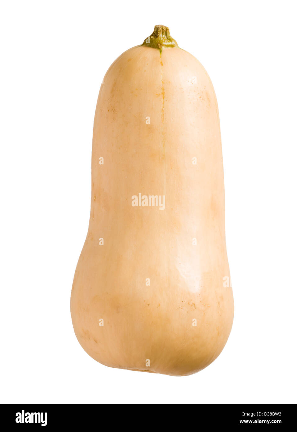 Butternut-Kürbis. Stockfoto