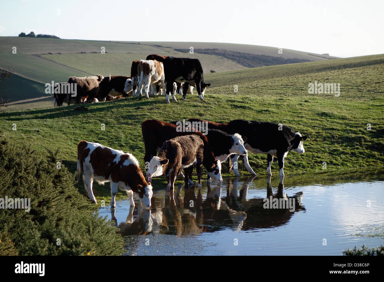Eine Herde Kühe essen und trinken in der Sonne auf den South downs Stockfoto
