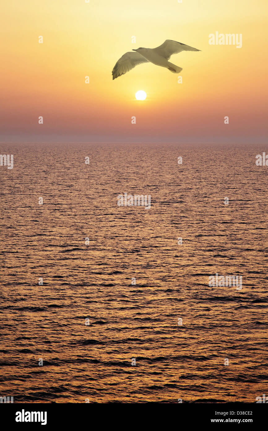 Seagull bei Sonnenuntergang. Vertikale Zusammensetzung. Stockfoto