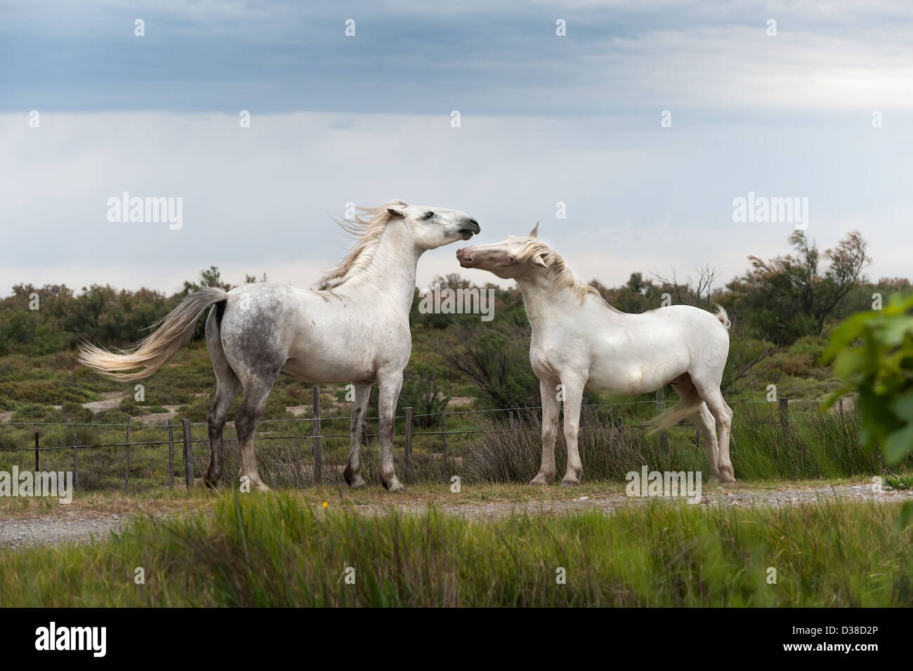 Pferde spielen Stockfoto