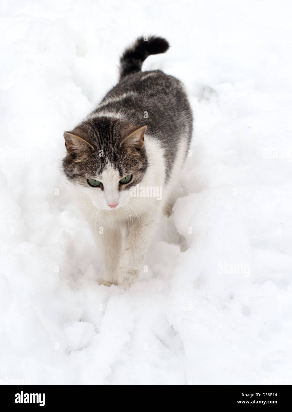 Katze auf weißem Schnee Stockfoto