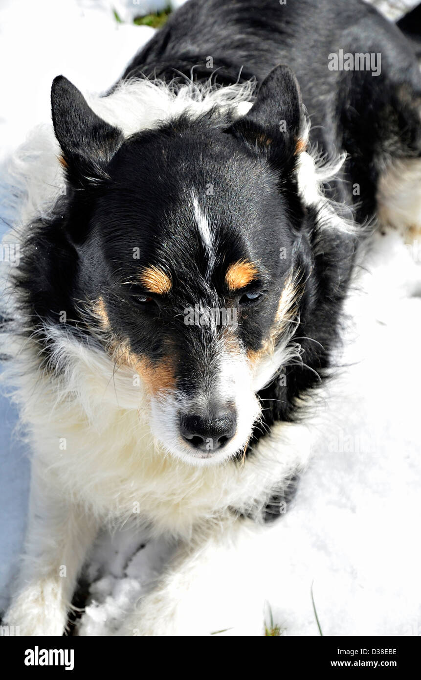 Einen schwarzen und weißen Hund im Schnee liegen. Stockfoto