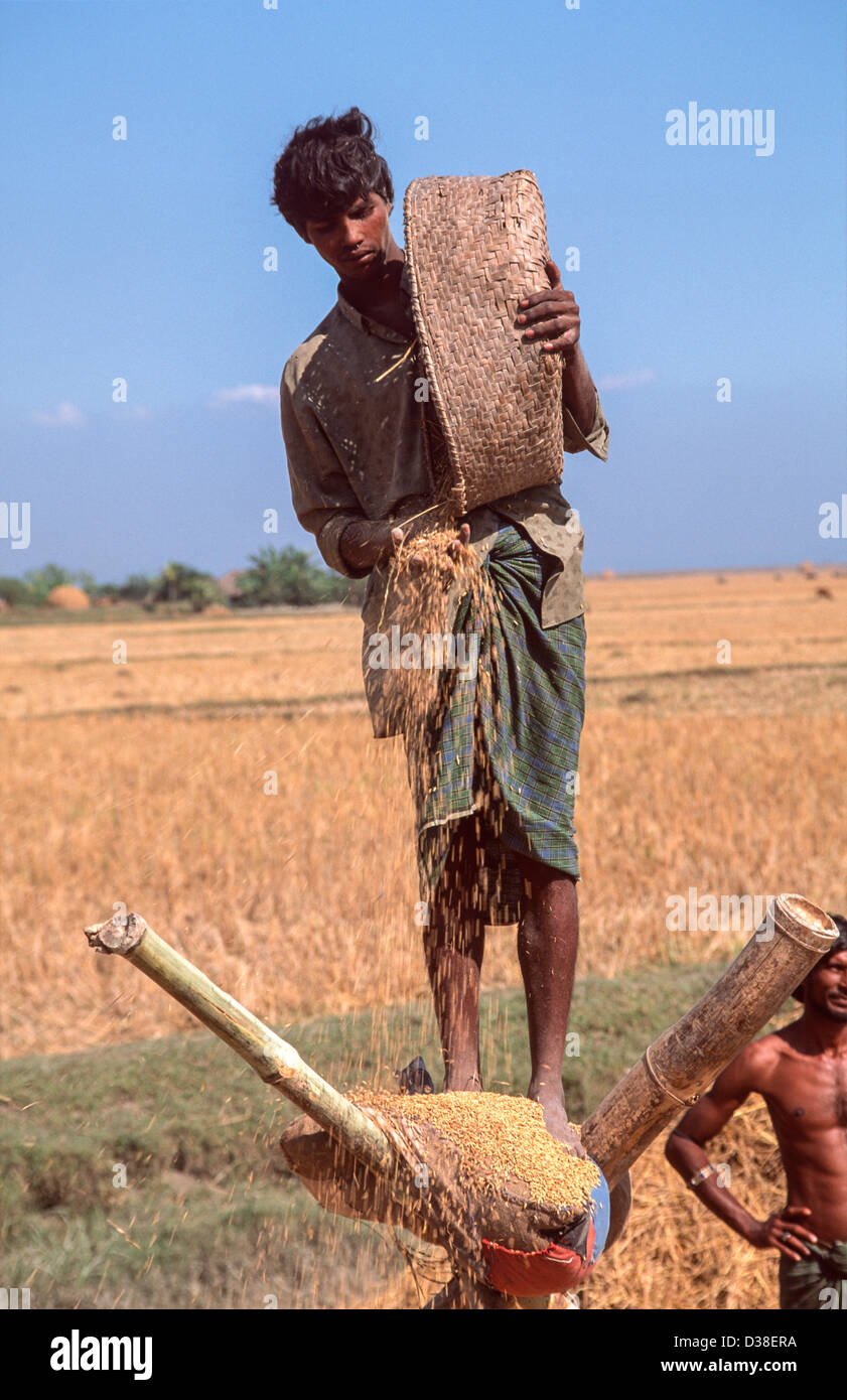 Farmarbeiter, die Reis verwinnen, indem sie auf einer hohen Plattform stehen, um die Brise zu fangen. Sandwip Island, Bucht von Bengalen, Bangladesch Stockfoto
