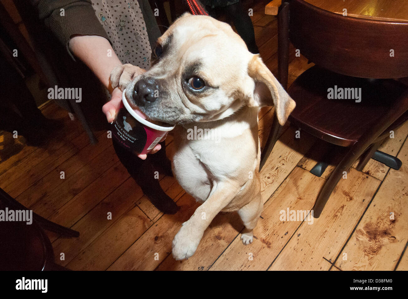 Buster genießt die Mops x Beagle Welpen Dessert bei My Doggy Valentine Dinner für Hunde und Freunde während fundraising für die Dogs Trust das Hotelrestaurant Kohle Schuppen, Brighton. 12. Februar 2013 Foto © Julia Claxton Stockfoto