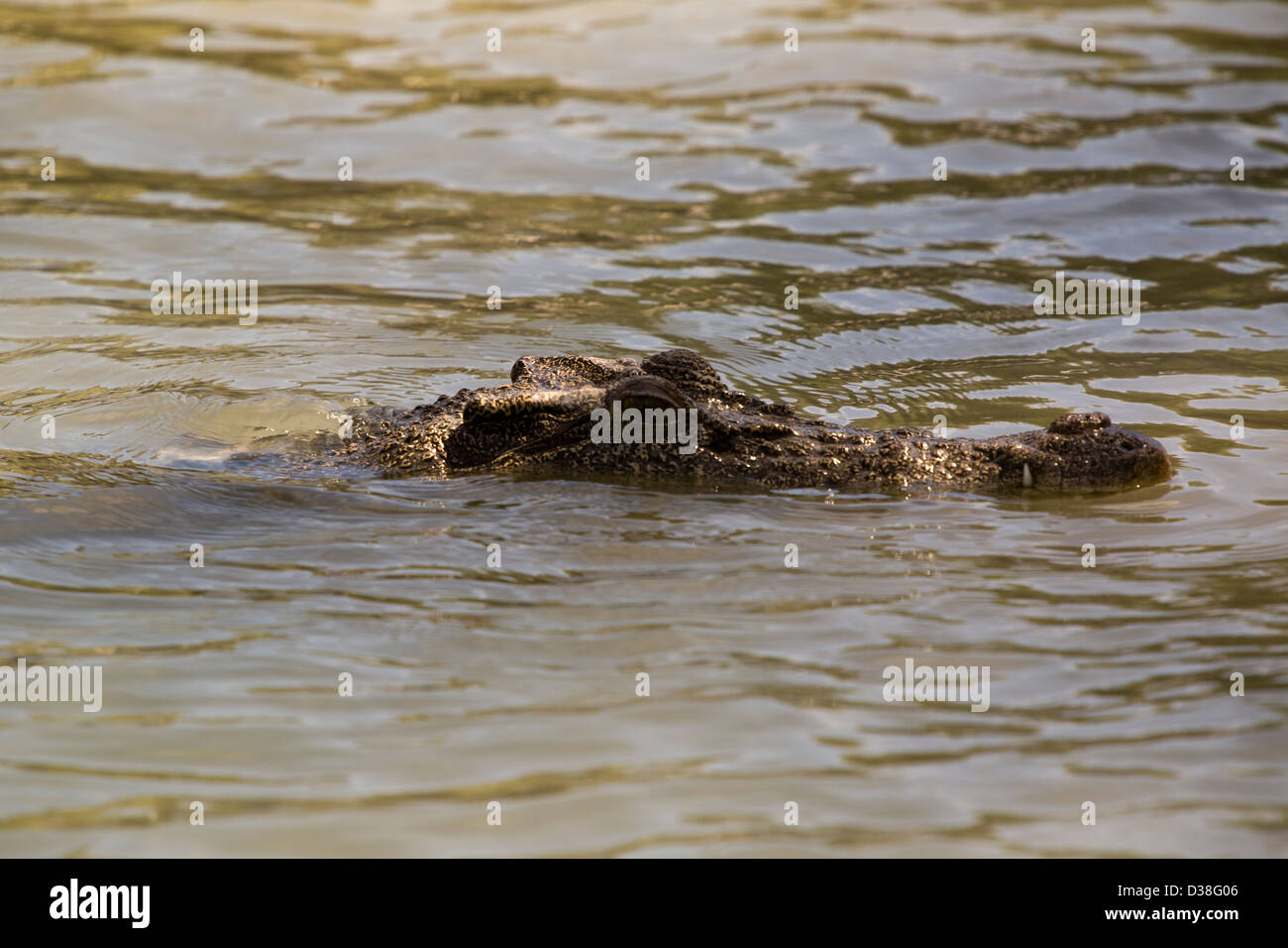 Salzwasser-Krokodil, Hunter River, Kimberley Küste, West-Australien. Stockfoto