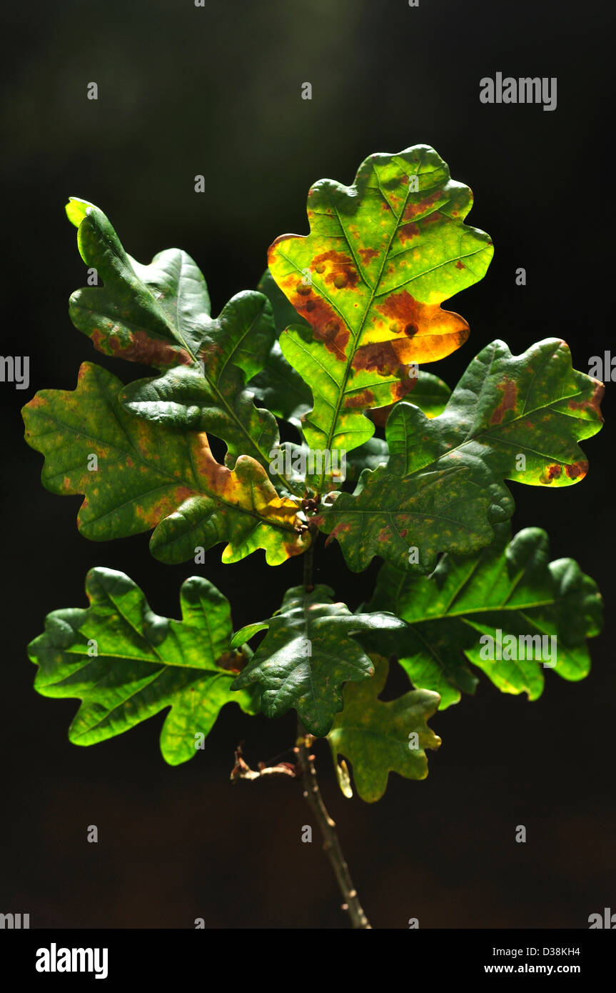 Eine Eiche Zweig mit grünen Blättern mit braun gefärbt Stockfoto