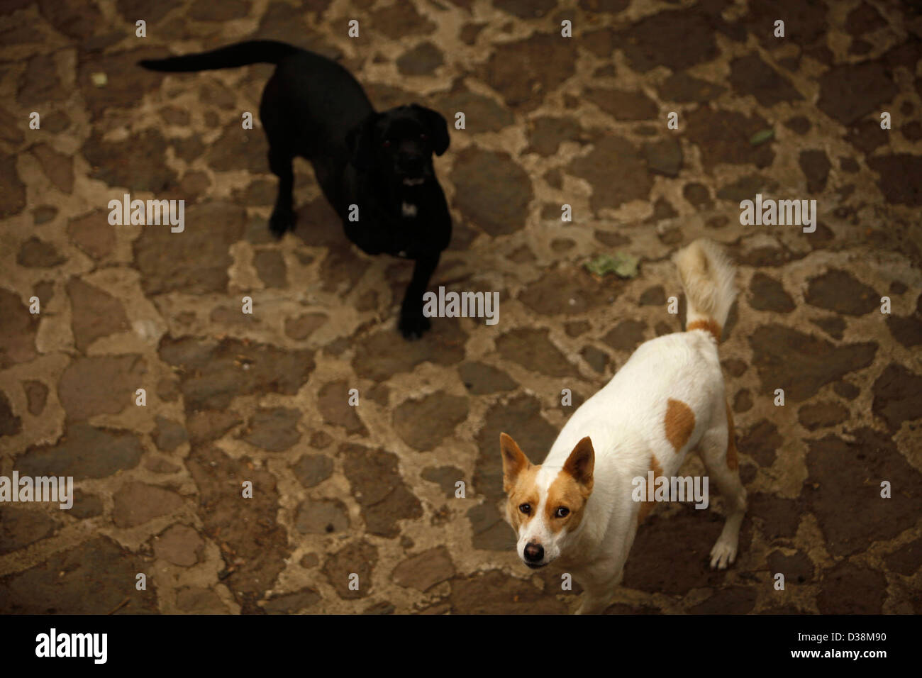 Zwei Hunde mit fehlenden Pfoten Infostand der 'Milagros Caninos', Canine Wunder Hund Heiligtum in Xochimilco, Mexiko-Stadt Stockfoto