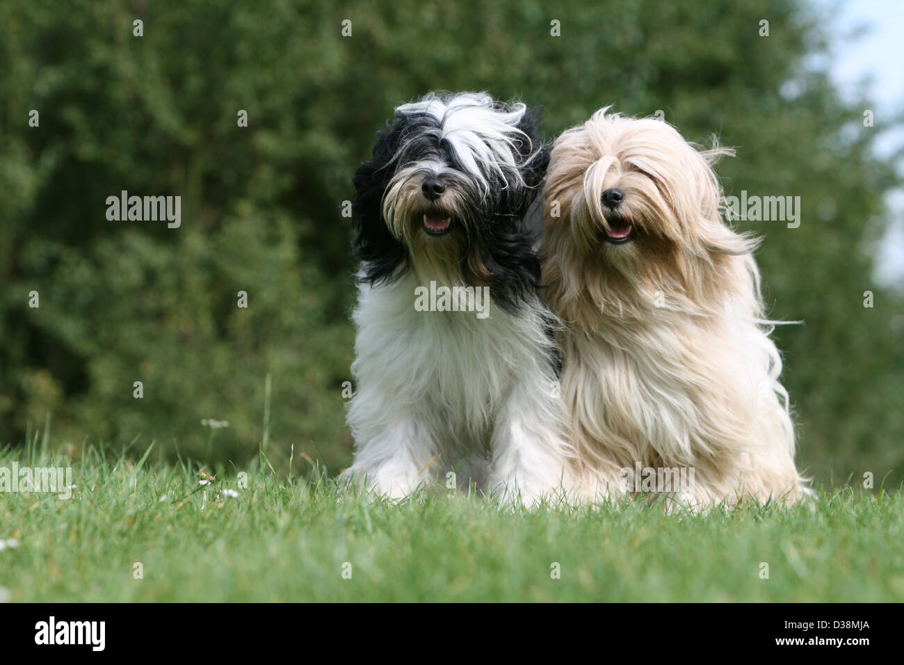 Tibet Terrier Hund / Tsang Apso zwei Erwachsene verschiedene Farben stehen auf einer Wiese Stockfoto