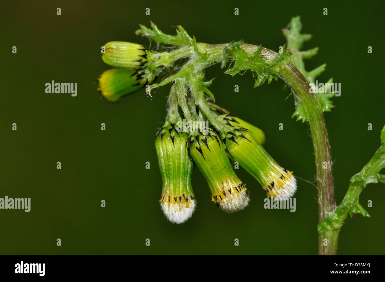 Kreuzkraut Stockfoto