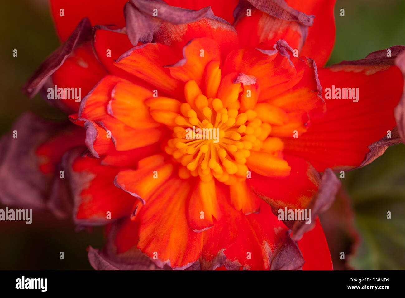 rote Blume trocknen welken verwelkt helle Farbe bunt Stockfoto
