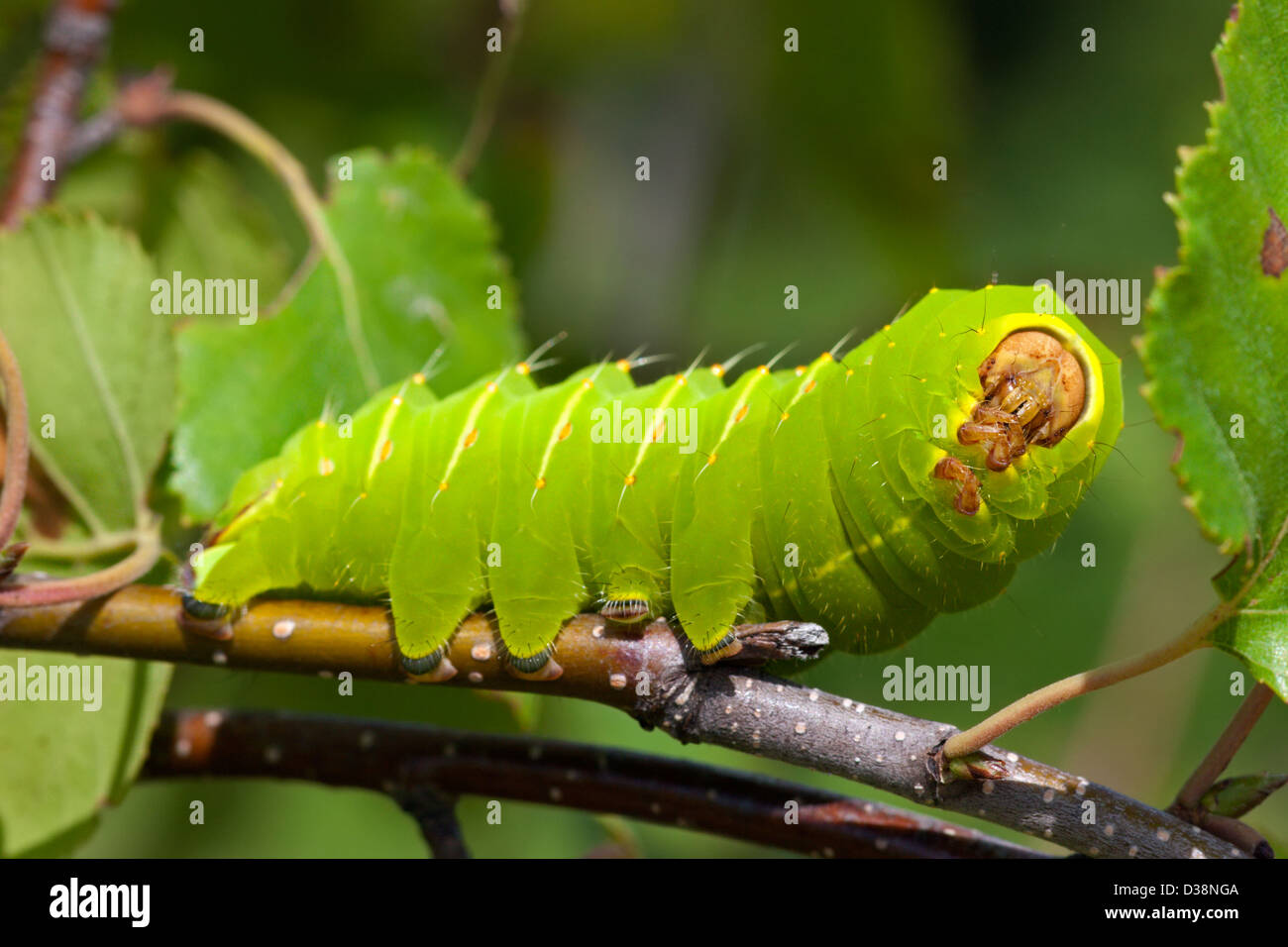 Insekt Luna Motte Raupe Grub grün Stockfoto