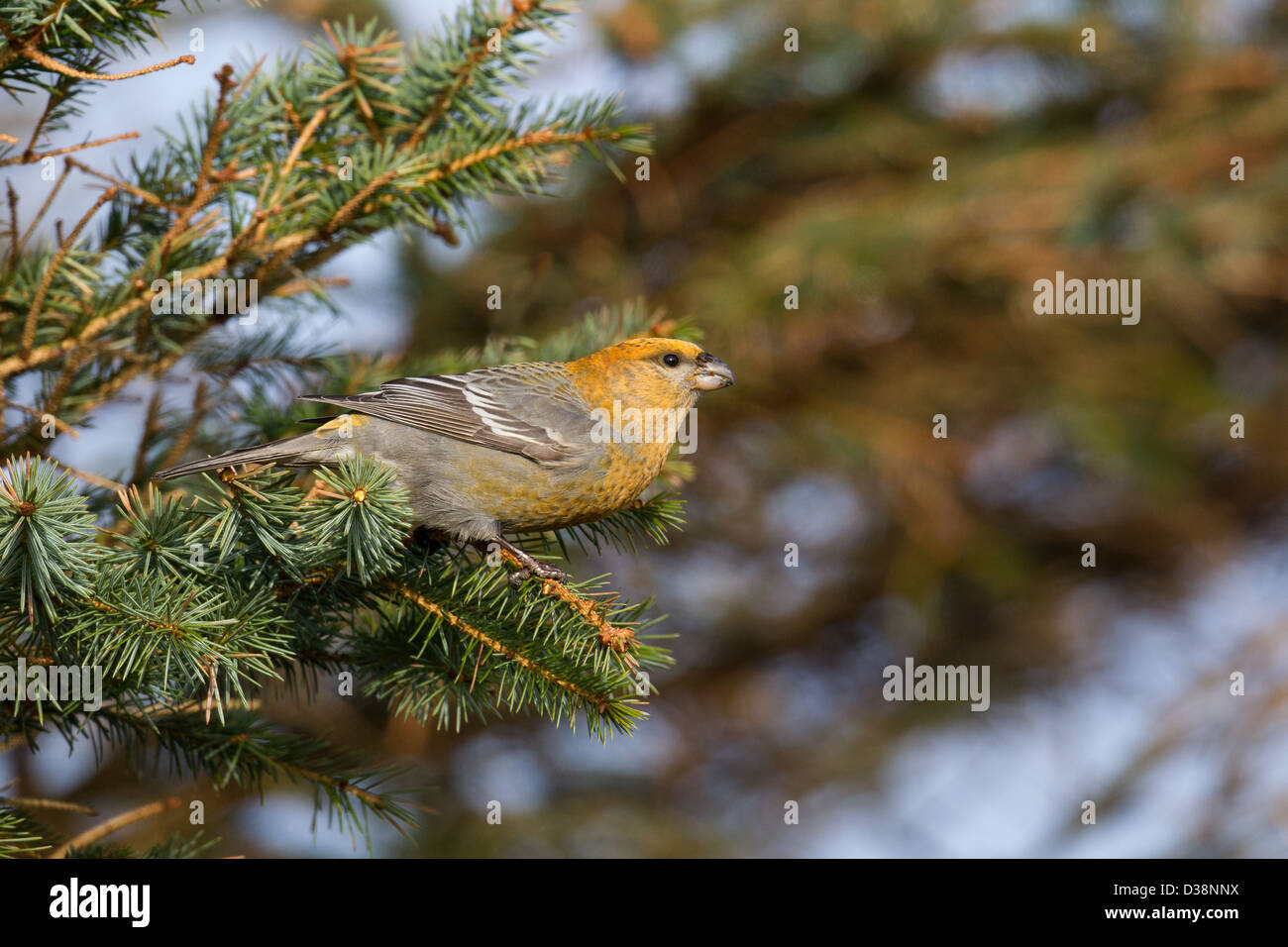 Kiefer Grosbeak Pinicola Enucleator, Collafirth, Shetland, UK Stockfoto