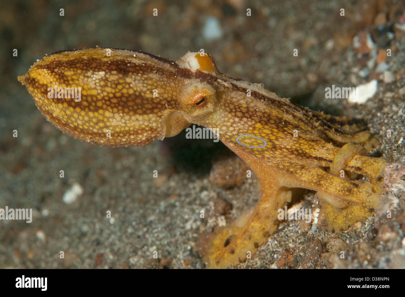 Ein Poison Ocellate Octopus in der Lembeh Strait, Nord-Sulawesi. Stockfoto