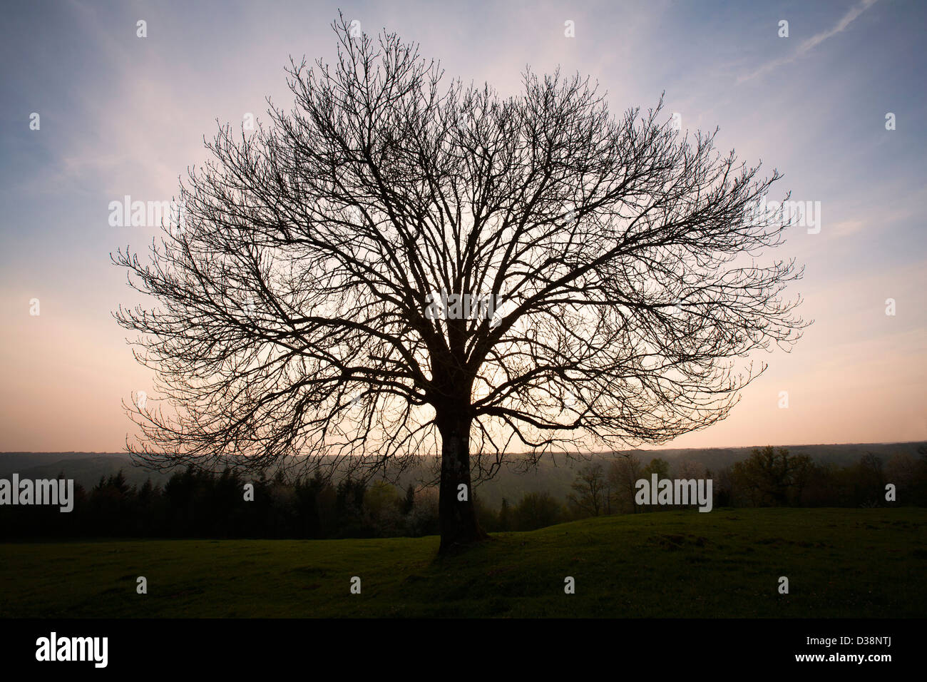 Silhouette der Kahler Baum im Feld Stockfoto
