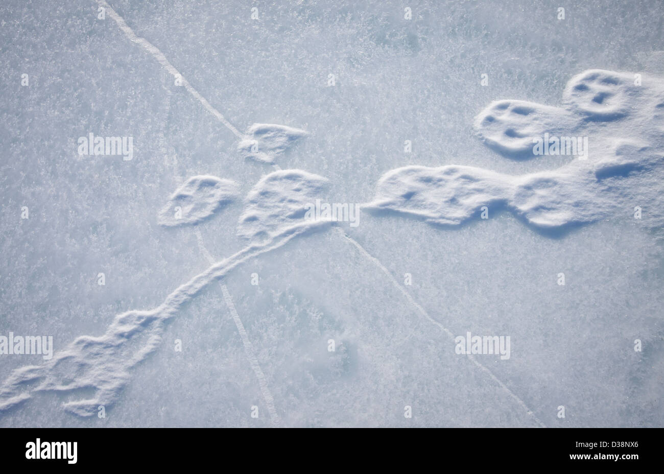 Nahaufnahme von Pfotenabdrücke im Schnee Stockfoto