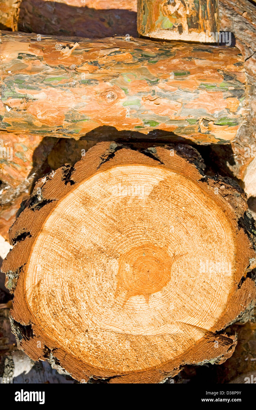 Natürlichen hölzernen Hintergrund. Altholz geschnitten. Stockfoto