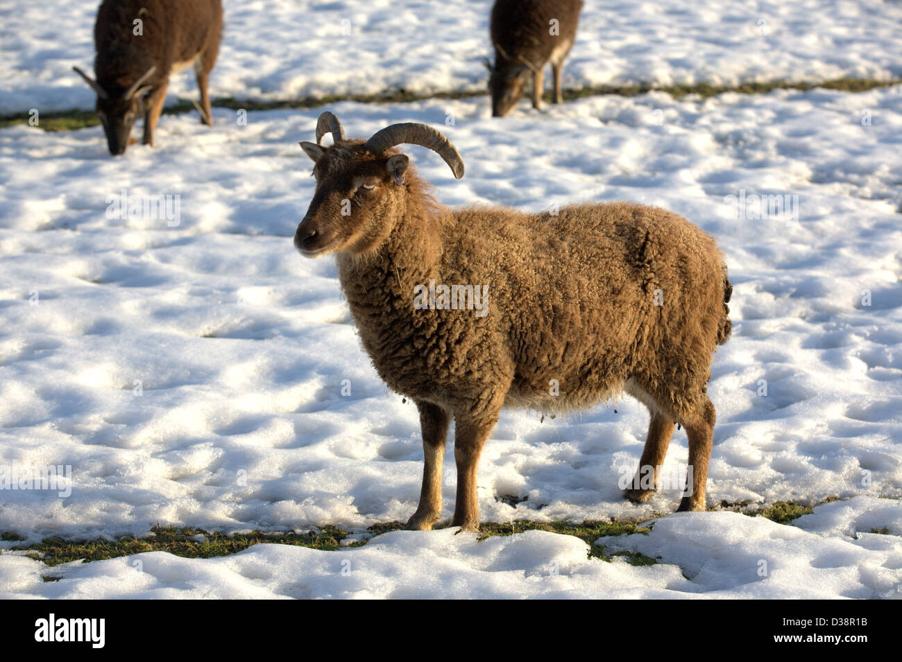 Ryedale Volksmuseum, Hutton-le-Hole, North Yorkshire Stockfoto