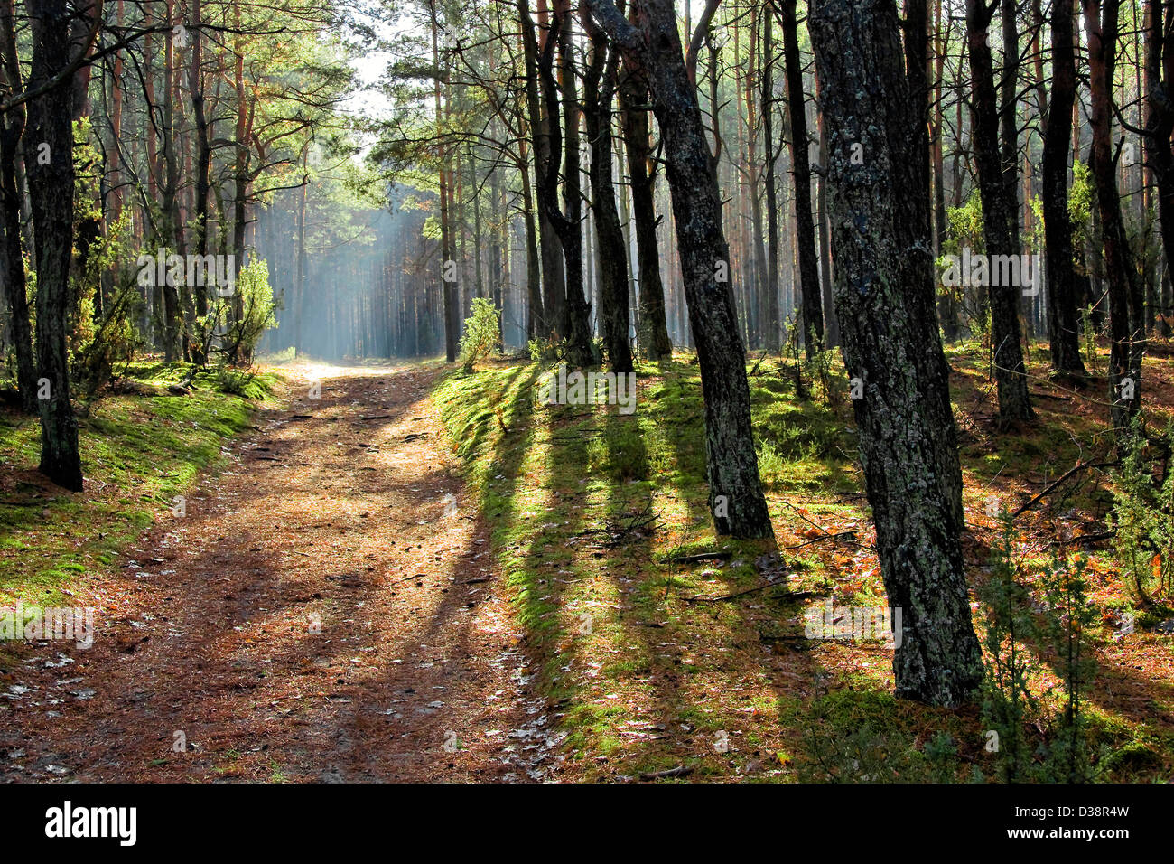 Landschaften von Polen. Herbstlichen Wald. Stimmungsvolle Beleuchtung. Stockfoto