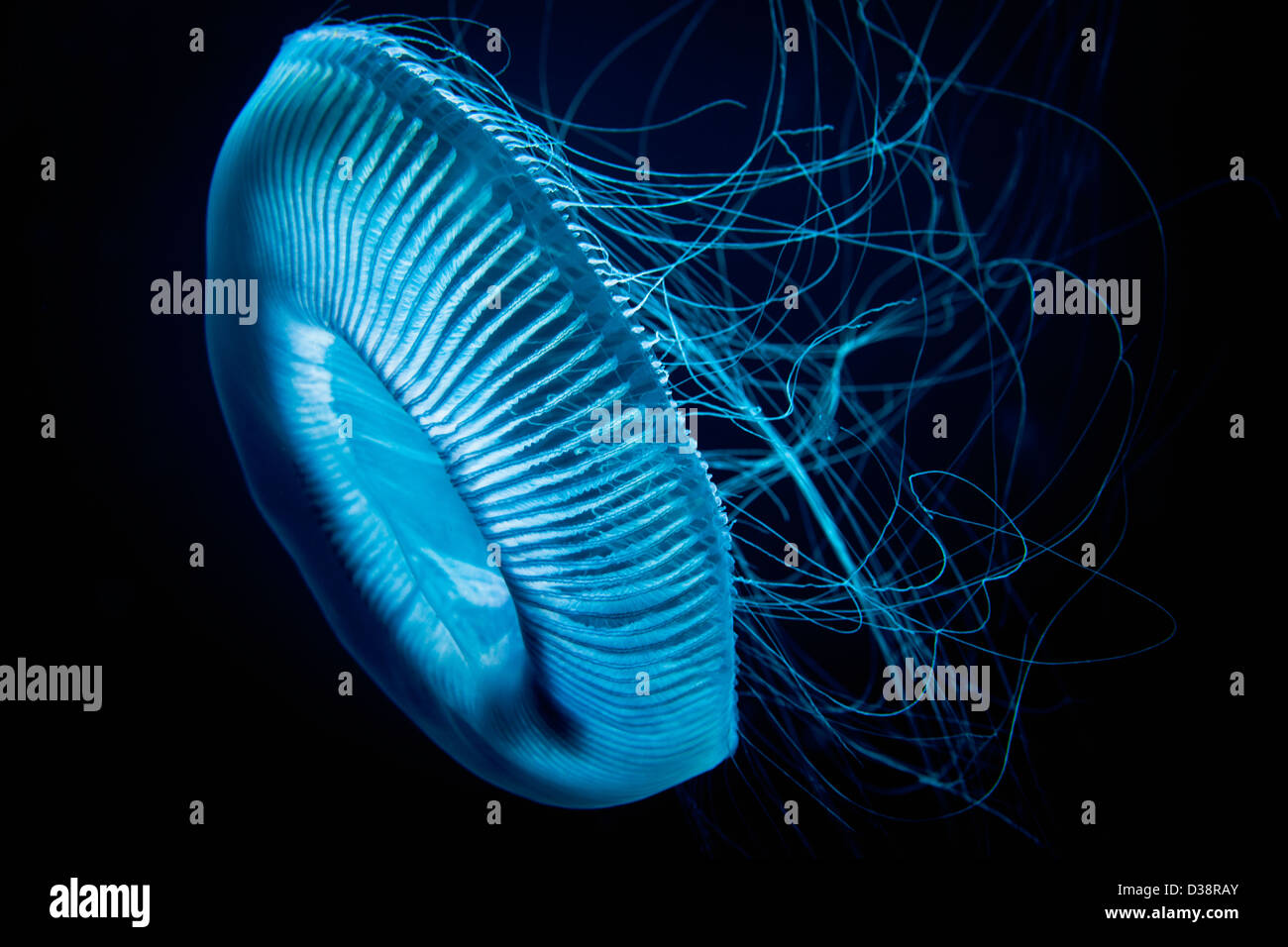 Quallen Schwimmen unter Wasser Stockfoto