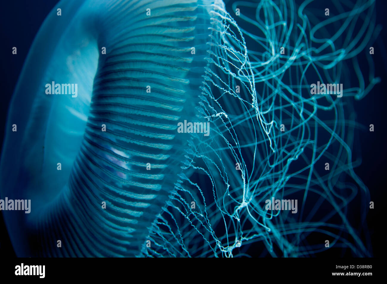 Nahaufnahme von Quallen Unterwasser Stockfoto