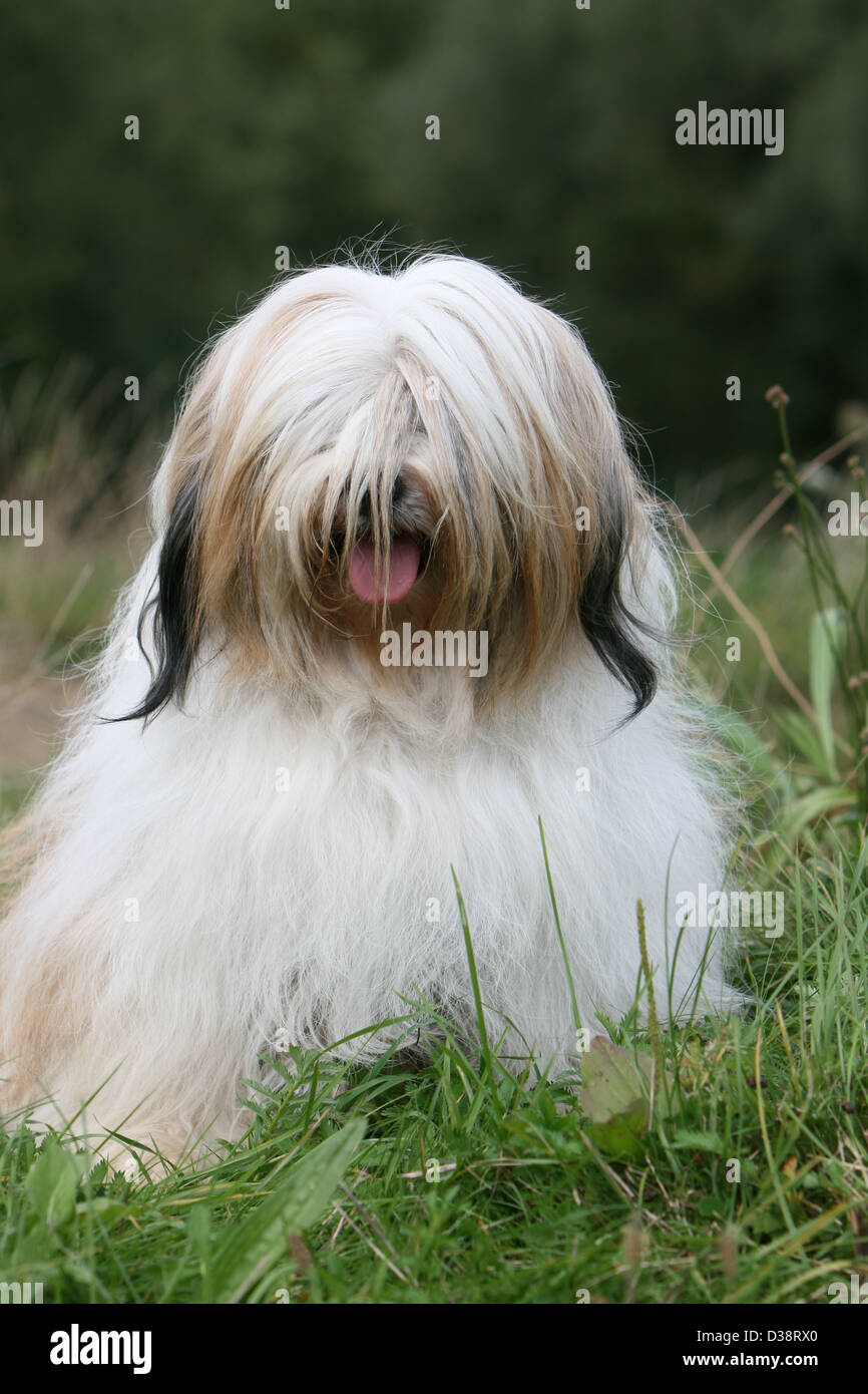 Tibet Terrier Hund / Tsang Apso Erwachsenen Porträt Stockfoto