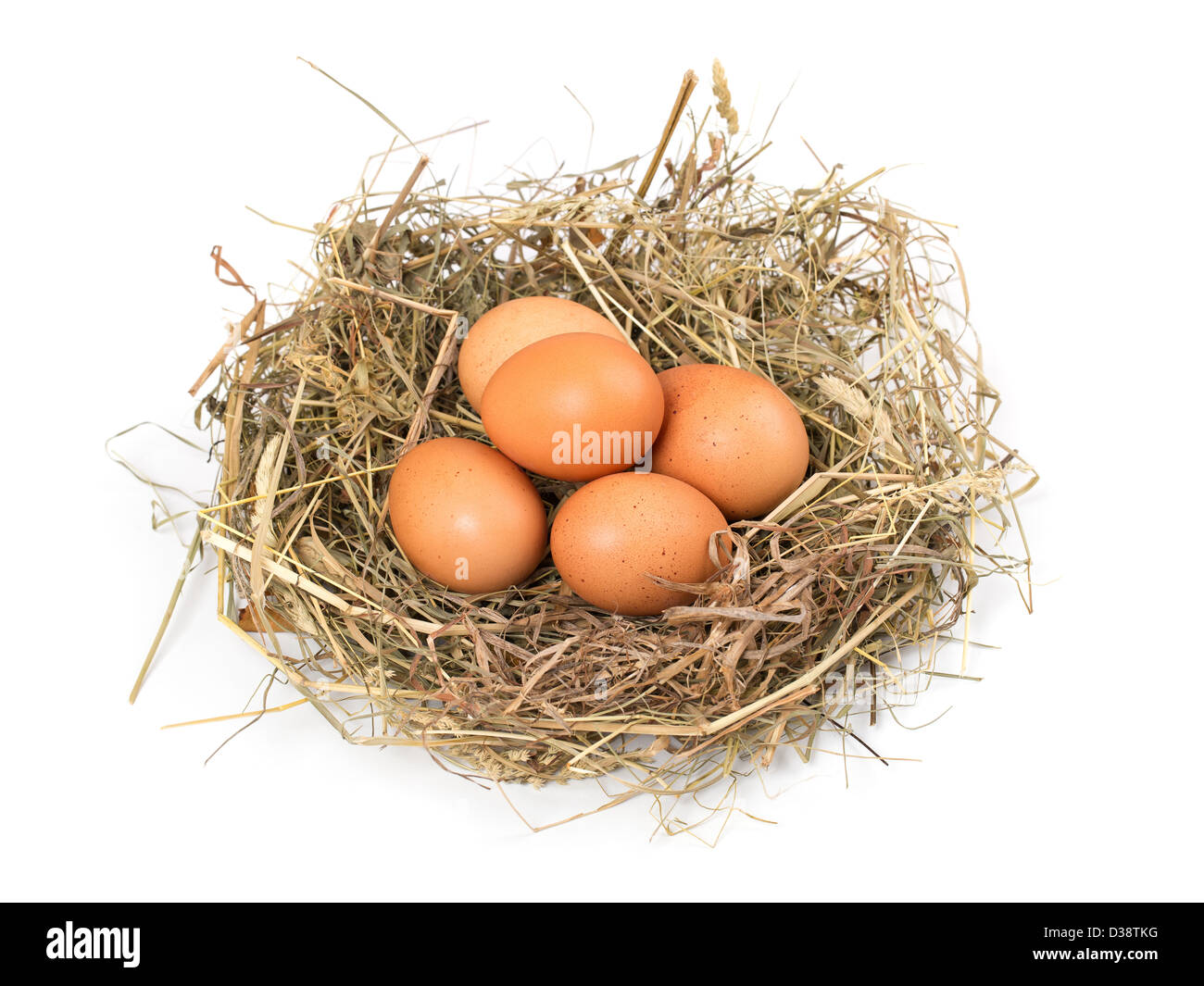 Braunen Eiern in einem Nest auf einem weißen Hintergrund isoliert Stockfoto