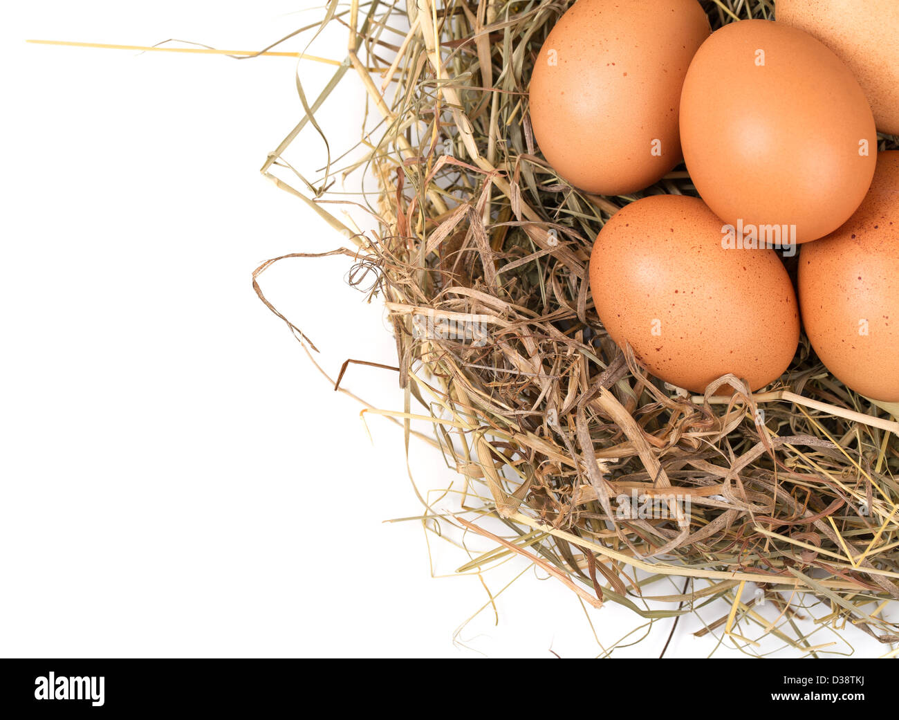 Braunen Eiern in einem Nest auf einem weißen Hintergrund isoliert Stockfoto