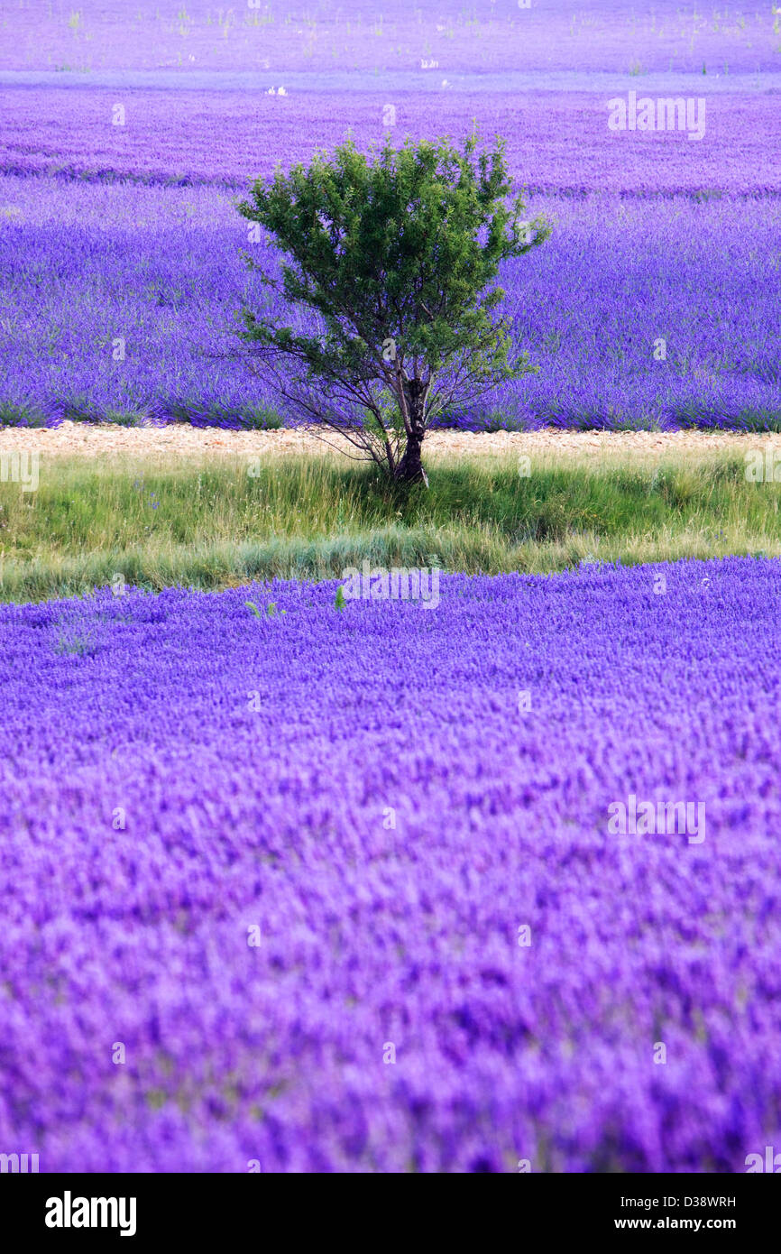 Baum im lavendelfeld in der Provence, Frankreich Stockfoto