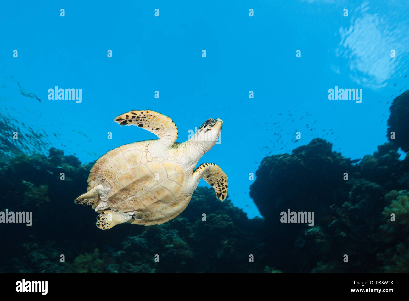 Sea Hawksbill Turtle, Eretmochelys Imbricata, Rocky Island, Rotes Meer, Ägypten Stockfoto