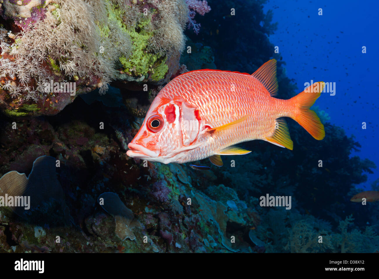 Longjawed Squirrelfish, Sargocentron Spiniferum, St. Johns, Rotes Meer, Ägypten Stockfoto