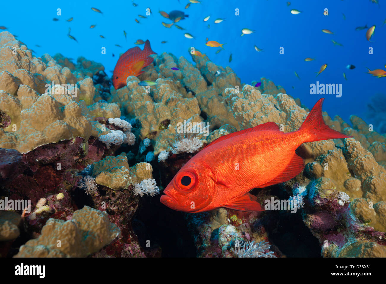 Halbmond-Tail Bigeye Priacanthus Hamrur, St. Johns, Rotes Meer, Ägypten Stockfoto