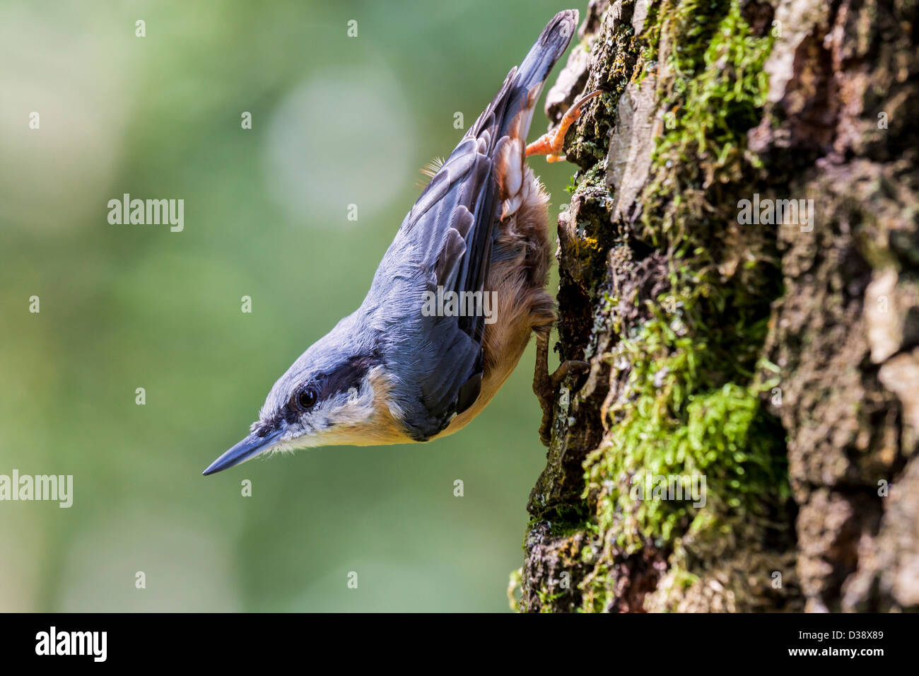 Die Kleiber (Sitta Europaea) auffällig A klassische Pose Stockfoto