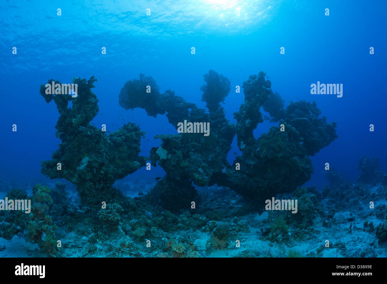 Korallenformationen, Paradise Reef, Rotes Meer, Ägypten Stockfoto