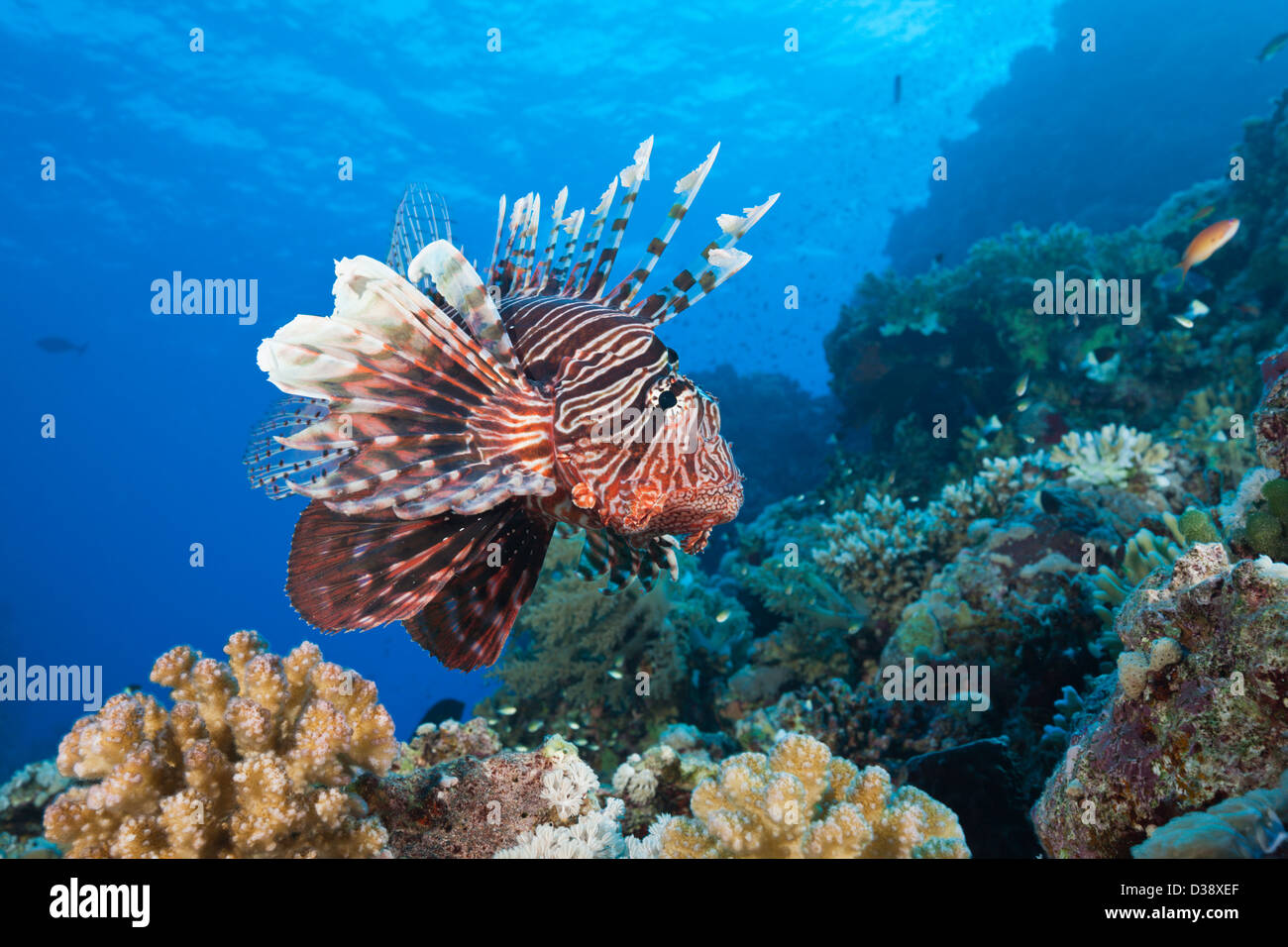 Feuerfische über Coral Reef, Pterois Miles, Shaab Maksur, Rotes Meer, Ägypten Stockfoto