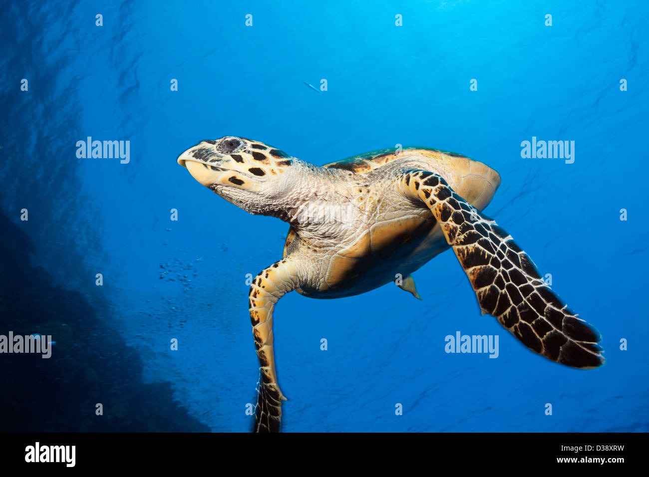 Sea Hawksbill Turtle, Eretmochelys Imbricata, Elphinstone, Rotes Meer, Ägypten Stockfoto