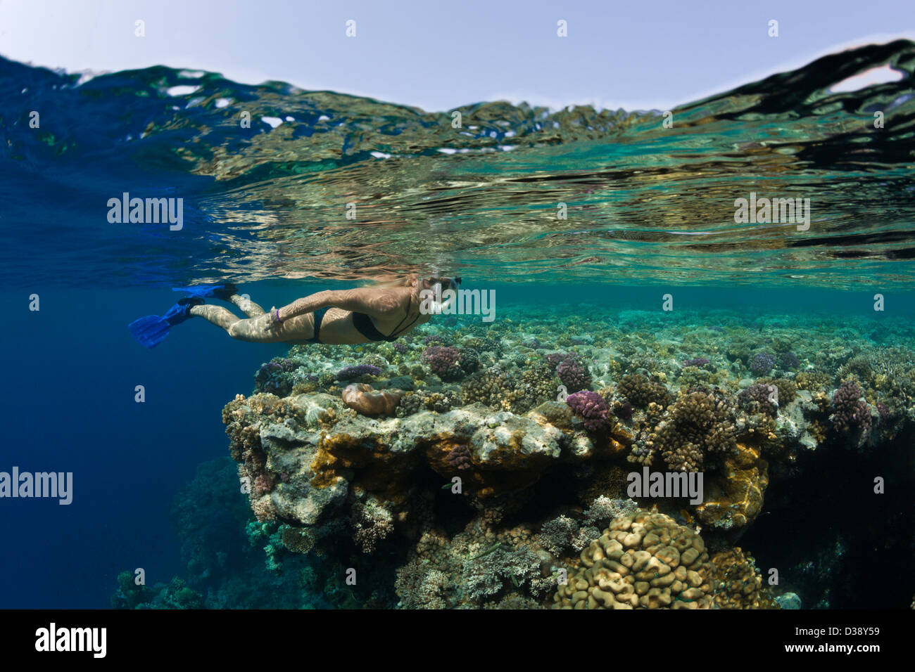 Tauchen im Roten Meer, Zabargad, Rotes Meer, Ägypten Stockfoto