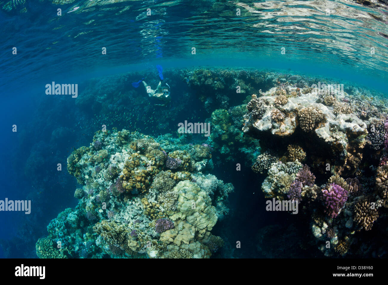 Tauchen im Roten Meer, Zabargad, Rotes Meer, Ägypten Stockfoto