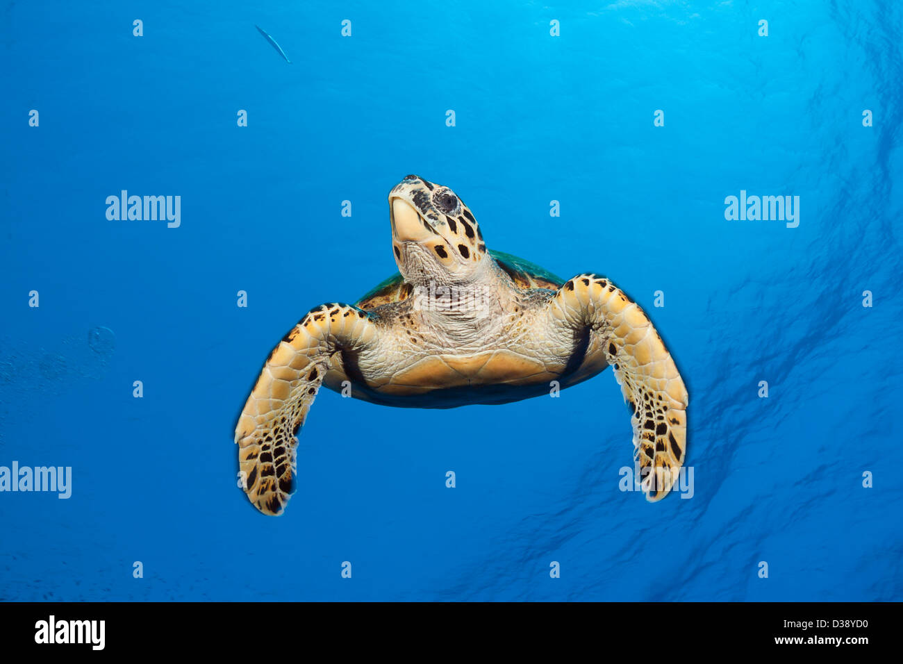 Sea Hawksbill Turtle, Eretmochelys Imbricata, Elphinstone, Rotes Meer, Ägypten Stockfoto