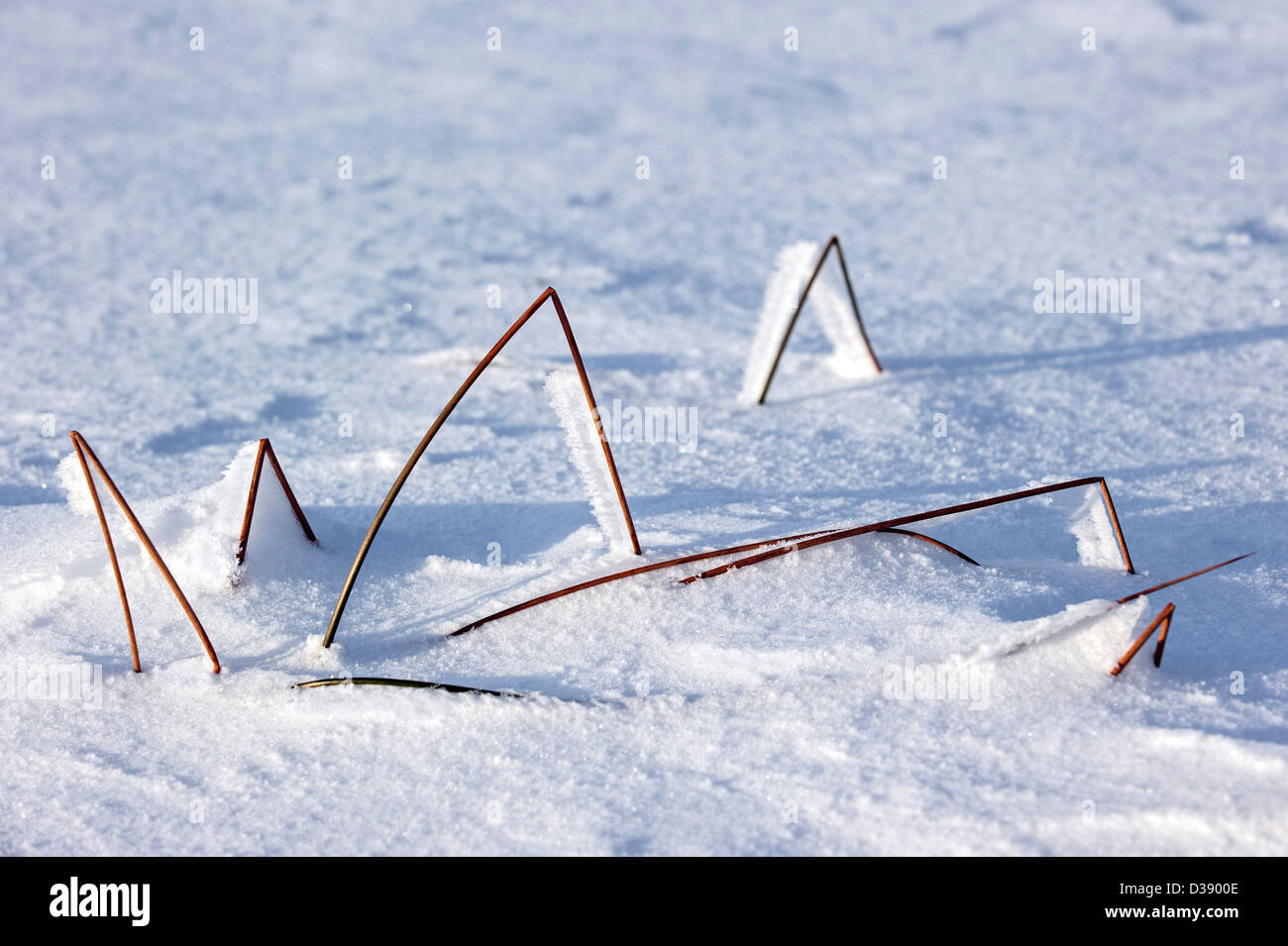 Raureif auf gebrochene Rasen geht im Moor im Schnee im winter Stockfoto