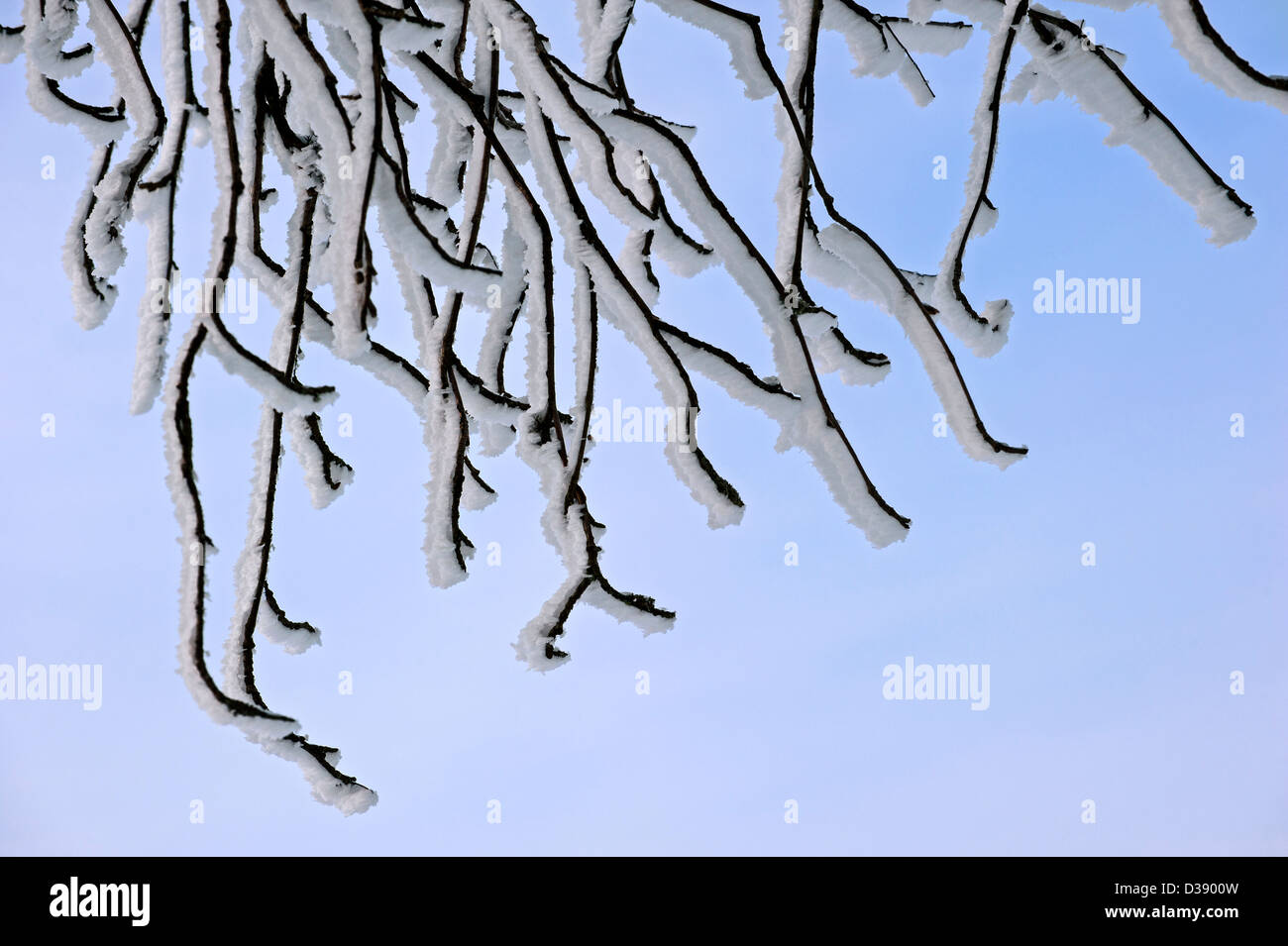 Zweige des bewaldeten in weißen Hoar frost und Schnee im Winter mit Eis Kristallbildung durch Wind in gleiche Richtung zeigen Stockfoto