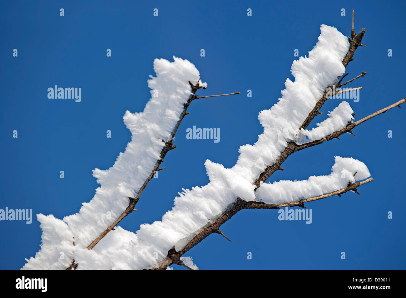 Äste eines Baumes bedeckt in weißen Hoar frost und Schnee im Winter mit Eis Kristallbildung durch Wind in gleiche Richtung zeigen Stockfoto
