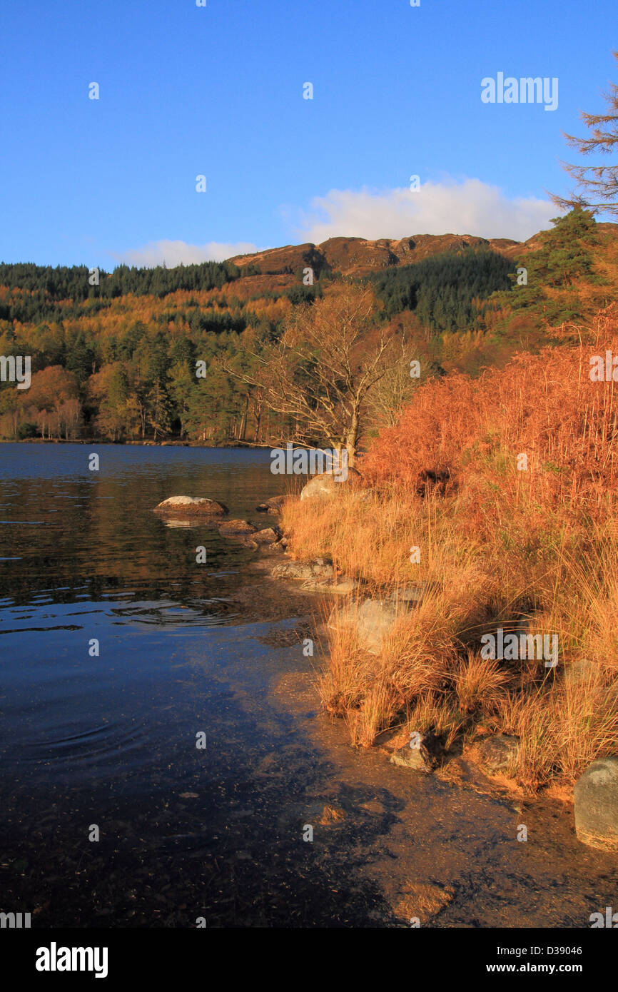 Ufer des Loch Trool im goldenen Sonnenlicht, Galloway Forest Park, Dumfries & Galloway, Schottland, UK Stockfoto