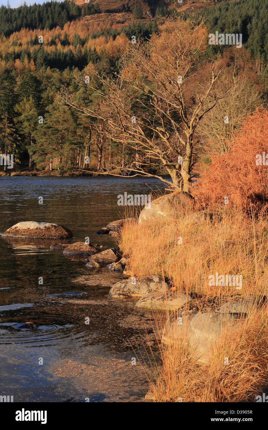 Ufer des Loch Trool im goldenen Sonnenlicht, Galloway Forest Park, Dumfries & Galloway, Schottland, UK Stockfoto