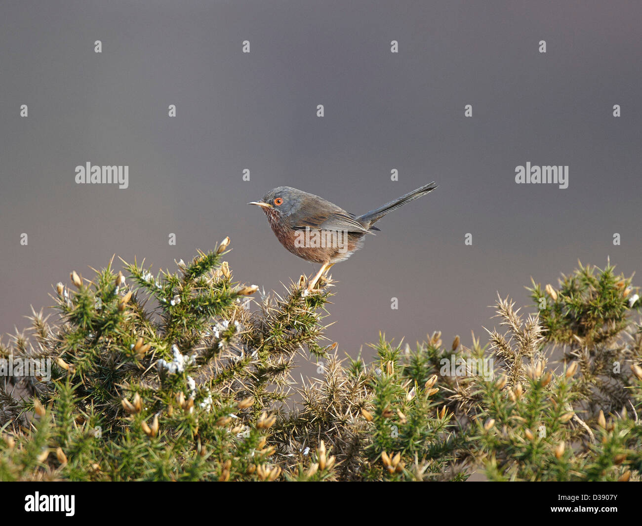 Dartford Warbler sitzen auf Ginster Busch Stockfoto