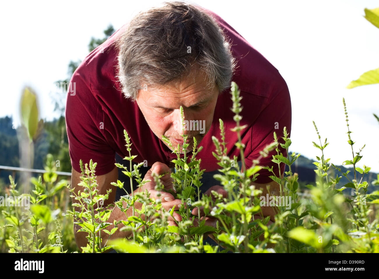 attraktive ältere Mann in seinem Garten riecht nach Pepffermint Gebüsch Stockfoto