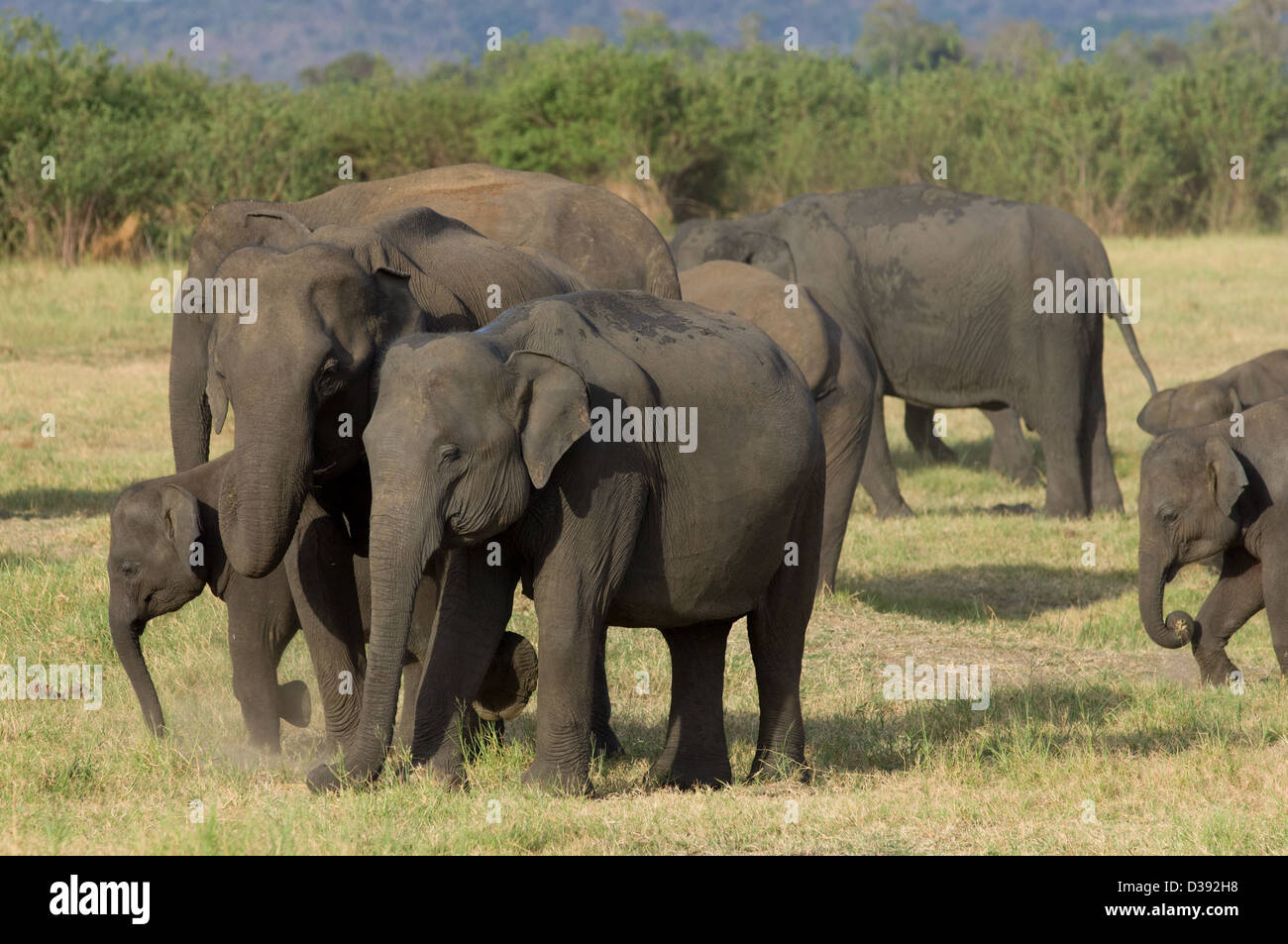 Familie der asiatischen Elefanten (Elephas Maximus) im Minneriya Nationalpark in Sri Lanka Stockfoto