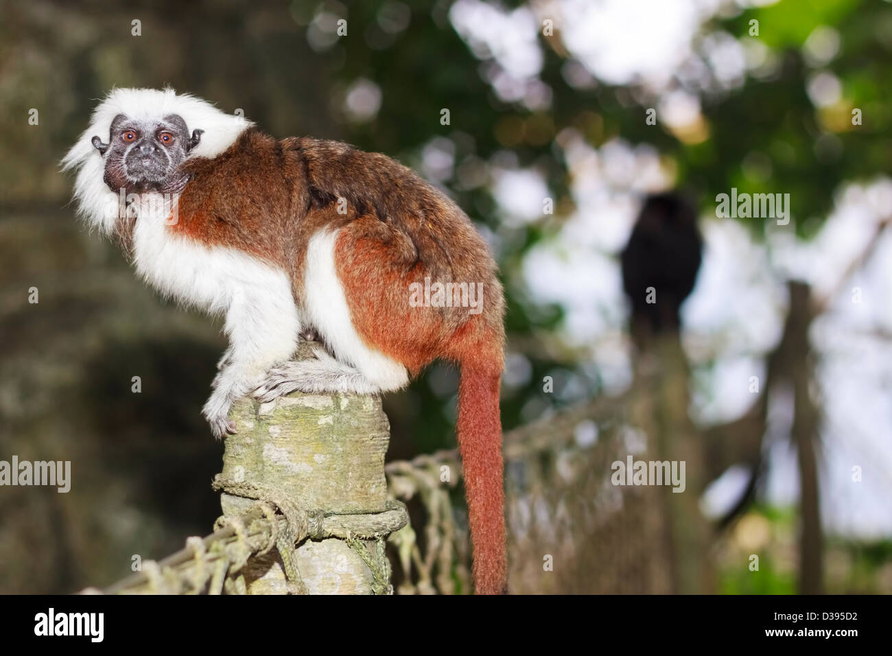 Baumwoll-Top Tamarin (Saguinus Oedipus) Stockfoto